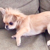 朝、犬が突然体調不良に→急遽病院へ駆け込んだら…獣医が下した『まさかの診断結果』が9万再生「え、かわいい」「そんなことある？ｗ」の声