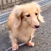外に怯えてブルブル震えていた『表情のない保護犬』→１年半後…まさかの『別犬に見えるほどの激変ぶり』に「お顔が違う」「応援してる」と反響
