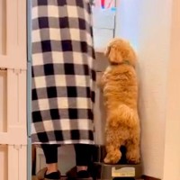 家事で大忙しの母→犬の『構ってアピール』を後回しにした結果…ふれくされながらも見せた『まさかの行動』が140万再生「必死でかわいい」と反響