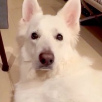 部屋で待機する大型犬→ママに『どうしても撫でて欲しい』とおねだりをした結果...とんでもなく愛おしい『配慮』が120万再生「可愛すぎ」