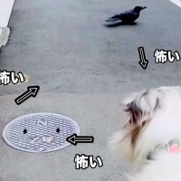 お散歩中の犬がネズミと遭遇→突然カラスも現れて...身動きが取れない『まさかの光景』が14万再生「かわいくて笑った」「吹いたｗ」と反響
