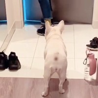 『犬が玄関までお見送りしてくれた』と思っていたら…次の瞬間→なんだか切ない『辛辣な行動』が21万再生「人間かな？ｗ」「面白すぎ」と反響