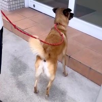 お出かけに大喜びする犬→行き先が『動物病院』だとわかった瞬間…『まさかの反応』と絶望の状況が8万再生「笑った」「気持ちは分かるｗ」