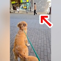 大型犬の散歩中『いるはずのないパパが通りすがったら気づくのか』検証…予想を超えた『まさかの結末』が8万再生「愛に溢れてる」「感動した」