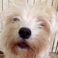 『ボロボロの犬』を引き取ってお手入れした結果…お姫様のような『ツヤッツヤに変化するビフォーアフター』に「愛の賜物」「笑顔可愛い」の声