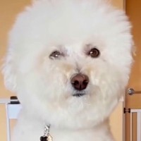 素人が犬のカットに挑戦した結果→ぬいぐるみのようになる予定が…『思ってたのと違いすぎる結末』が42万再生「めっちゃ笑った」「可愛いｗ」