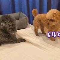 歯磨きガムを食べる2匹の犬→弟が兄に意地悪したら…まるで『人間の子どものようなやり取り』に反響「なんだかんだ仲良しｗ」「最強コンビ」