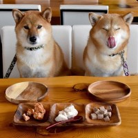 すぐに改善すべき犬との『生活習慣』7つ　愛犬の健康に悪影響を与えるNG行動とは