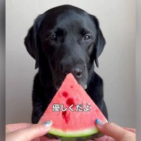 スイカを差し出し『優しく食べてね』と大型犬にお願いしたら…あまりにも豪快過ぎる『まさかの食べ方』が58万再生「思った以上だったｗｗ」