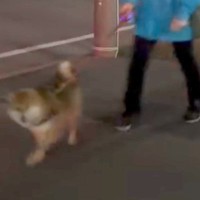 夜道を散歩する犬→他人のフリをして通り過ぎるドッキリを決行した結果…まさかの『可愛すぎる反応』に悶絶「お顔がたまらん」と5万再生