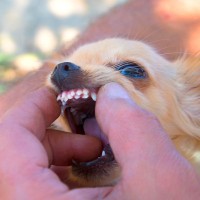 犬の『口腔内トラブル』を招くNG行為4選　口臭が悪化する飼い主がやりがちな行動まで