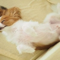犬が『熟睡』している時のサイン４つ　心地よく眠ってもらうために飼い主ができることとは