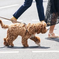 犬を絶対に散歩させてはいけない『夏の時間帯』とは？炎天下の地面を歩かせる危険性やリスクまで