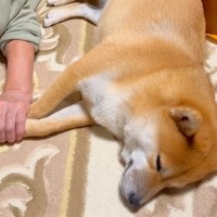 おばあちゃんに犬を預けて買い物へ→家に帰ってくると…あまりにも尊い光景が380万再生「心が温まった」「涙出る」「大好きなの伝わる」と絶賛