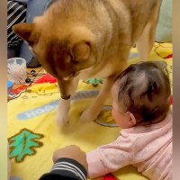 赤ちゃんの前で犬が『必死にホリホリした』結果…あまりにも可愛い『尊すぎるリアクション』が832万再生「誇らしげｗ」「優しい世界」と絶賛