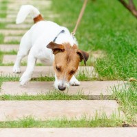 犬が『食糞』をしようとする心理3つ　なぜ食べてしまうの…？原因から対処法まで
