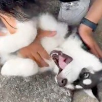 思いっきり撫でられている大型犬の赤ちゃん→２つの感情が同時に押し寄せて…困惑する光景が32万再生「情報が多すぎるｗ」「幸せそう」と絶賛