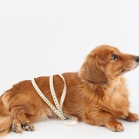 犬がみせる『運動不足』サイン5選　活動量が少ない犬が抱えるリスクまで