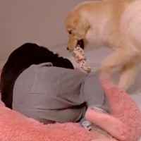 大型犬が大好きな『お気に入りのクッション』に乗ったらどうするか検証→まさかの『パパとママでの態度の違い』が283万再生「可愛すぎｗ」