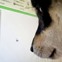 パソコン画面を見つめる犬→カーソルが気になり過ぎて…あまりにも一生懸命な光景に5万5000いいね集まる「横顔可愛すぎ」「気になるねｗ」