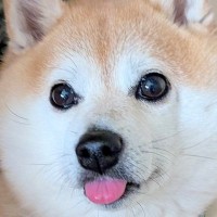 瞳が大きく可愛らしい柴犬→寝顔と比較してみた結果…『同一犬です』嘘のような差に1万8000いいね「舌認証できそうｗ」「めちゃ笑った」