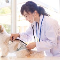 犬が『消化不良』を引き起こす食べ物5選　消化に悪い食材を食べてしまったときの適切な対処法まで