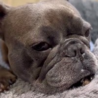 夜11時、震えてうずくまる犬→心配すぎて緊急で病院へ行ったら…『まさかの診断結果』に「愛情感じる」「最高のオチ」「幸せ者」と絶賛