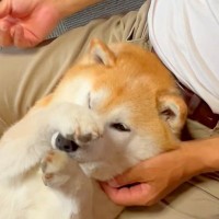 目薬が大嫌いな犬→パパの足の間で暴れていると…百発百中の『まさかの神ワザ』が143万再生「お手々が可愛すぎｗ」「素晴らしいコントロール」