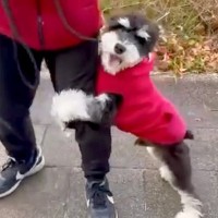 ビビリで人の足にしがみついていた『怖がりの犬』→先輩犬にトレーニングしてもらった結果…まさかの『別犬のような現在』に反響「ステキすぎる」