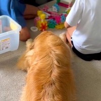 ブロック遊びをしている２人の女の子→大型犬が仲間に入りたそうにしていると…あまりにも『尊すぎる光景』に「ステキな家族」「偉すぎる」と反響