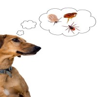 犬が亡くなる可能性のある『寄生虫』4選　意外と身近な感染源に要注意