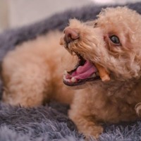 犬にやってはいけない『おやつの与え方』5選　しつけの逆効果となるNGなタイミングとは？