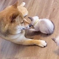 散歩中に犬が発見した赤ちゃん猫→甘えん坊に成長して…一生懸命に『子育てをする光景』が40万再生「めちゃくちゃ幸せそう」「優しい」と絶賛