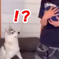 公園で拾った子猫を大型犬に会わせてみたら…気付いた瞬間に見せた『予想以上の反応』が509万再生「すごい興奮ｗ」「一瞬固まっててかわいい」