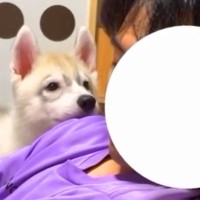 座椅子でウトウトしているパパ→構ってほしい『大型犬の赤ちゃん』が…我慢できなくて見せた『尊すぎる行動』に「秒で起きる」「羨ましい」と反響