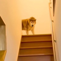 階段の上からお出迎えてくれる犬→『姉と兄への態度の違い』を比較した結果…あまりにも辛辣な光景が487万再生「差がｗ」「顔冷めすぎで草」