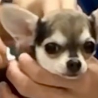 初めての注射をする赤ちゃん犬→震えあがってしまい…思わず応援したくなる反応が34万再生「怖いよね」「よく頑張った」エールの声も