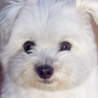 真っ白なフワフワ犬→赤ちゃん時代を振り返ってみたら…別犬かと思うほど『衝撃的な色の変化』に「こんな変わるんだ」「入れ替わった？」と反響