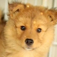 保健所にいた『体が小さくガリガリの赤ちゃん犬』を連れて帰った結果…1年後→思わず感動『泣ける成長』が37万再生「表情が…」「素敵」