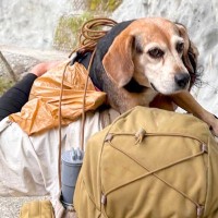渓流釣りをしていた男性２人が迷子犬を発見→３時間、担いで歩いたら…『思わず涙する結末』が233万再生「素敵な人」「感動した」と称賛続々