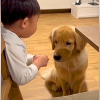 大型犬2匹にりんごをあげる男の子→『マテしている』と思ったら…どう見ても『待ちきれない様子』に反響「断食でもしてたんかｗ」「我慢偉い」