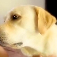 甘えてくる大型犬をなでなで→なぜか『足』が…まるでスイッチが入ったかのような『個性的な行動』が11万再生「動きｗｗ」「謎だけど可愛い」