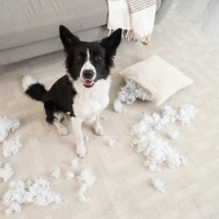 犬が『部屋を散らかす』4つの心理　病気を抱えている可能性も？対処法まで解説