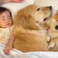 １歳の女の子がベッドで寝ようとしたら、大型犬が…『絶対に一緒がいい』まさかの尊い行動が69万再生「なんて幸せ家族」「夢の国」と悶絶