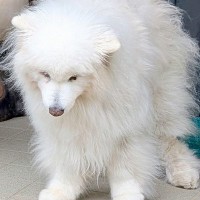 車に乗るため玄関を出た老犬→『10年来のお友達』のご近所猫さんが待っていて…あまりにも尊い光景に8万いいね集まる「空気感が素敵」と反響