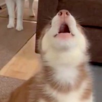 『全部お姉ちゃんの真似をしたい！』大型犬の遠吠えが始まると、赤ちゃん犬が…愛おしすぎる光景に1万1000いいねの反響「可愛すぎるｗｗ」