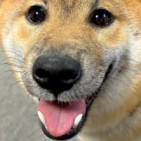 『両津勘吉』と呼ばれる子犬…？思わず笑ってしまう『可愛すぎるお顔』に1万いいね「ウフッて声出たｗ」「うちも両さんだった」共感の声も