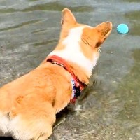 大事なボールを自分で水に落とした犬→取りに行きたいのに届かなくて…まさかの『逆ギレする様子』が833万再生「可愛い」「応援しちゃうｗ」