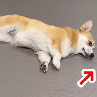 転がりながらオヤツを食べる犬→遠くに飛んでしまって…横着しすぎた『可愛すぎる光景』が59万表示「怒ってるｗｗ」「何回も見ちゃったｗ」