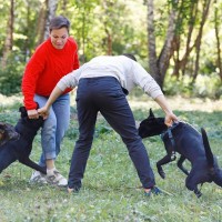 『多頭飼いに不向きな犬』の特徴5つ　手に負えなくなる可能性も…事前に知っておくべき注意点とは